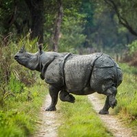 Discovering the One-Horned Rhinoceros: Nepal&rsquo;s Majestic Conservation Success Story
